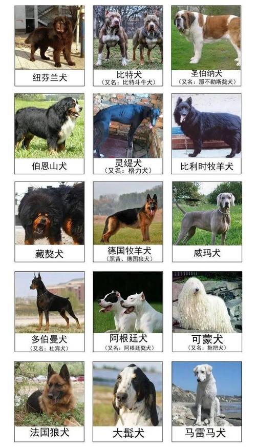 中国禁养犬种