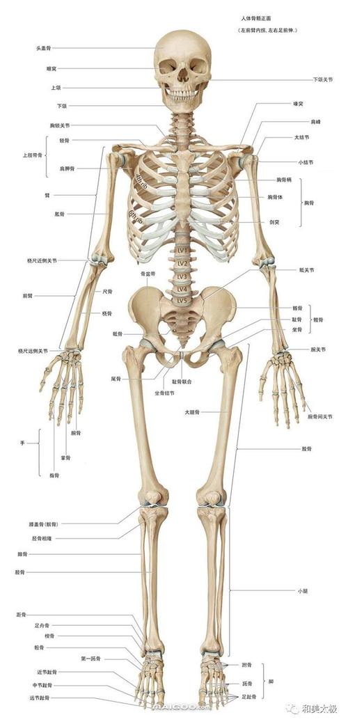 人体最小的骨头在哪个部位