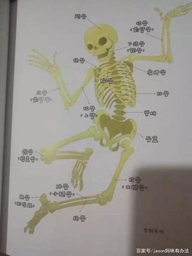 人体最小的骨头怎么读