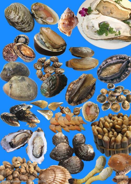 海鲜贝壳种类