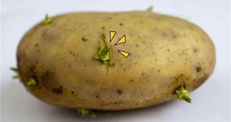马铃薯发芽到什么程度才有毒